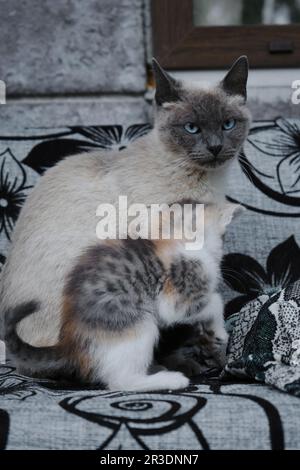 Un chat siamois gris avec de grands yeux bleus. Le concept de la maternité chez les animaux de compagnie. Un beau chat domestique de race pure avec un petit chaton tricolore est assis un Banque D'Images