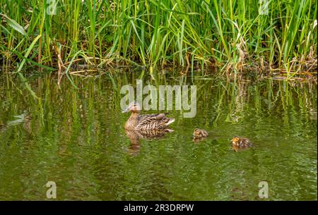 Union Canal, Écosse, Royaume-Uni, 23rd mai 2023. Météo au Royaume-Uni : soleil printanier le long du canal. Photo : un canard malard femelle avec quelques conduits récemment éclos nageant dans le canal. Crédit : Sally Anderson/Alay Live News Banque D'Images