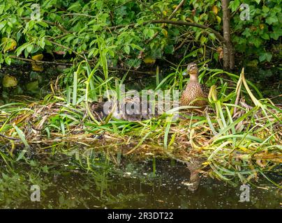 Union Canal, Écosse, Royaume-Uni, 23rd mai 2023. Météo au Royaume-Uni : soleil printanier le long du canal. Photo : une femelle canard colvert avec un peu de repos sur un nid. Crédit : Sally Anderson/Alay Live News Banque D'Images