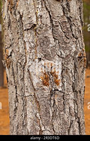 Macro gros plan de l'écorce et de la résine dans la forêt de pins Banque D'Images