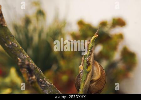 Vue rapprochée d'un escargot de jardin Banque D'Images