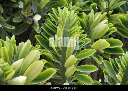 Euphorbia oléandroleaf - arbuste succulent pousse aux latitudes méridionales Banque D'Images