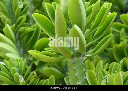 Euphorbia oléandroleaf - arbuste succulent pousse aux latitudes méridionales Banque D'Images