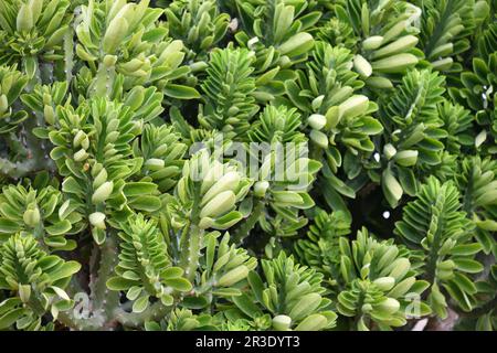 Euphorbia oléandroleaf - arbuste succulent pousse aux latitudes méridionales Banque D'Images