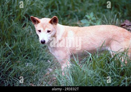 Dingo (Canis lupus dingo), Nouvelle-Galles du Sud, Australie Banque D'Images