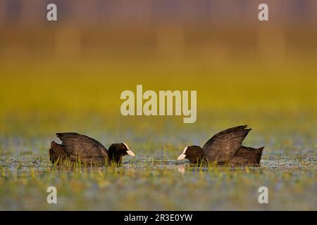 Foulque macroule Banque D'Images