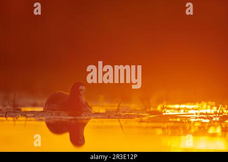 Foulque macroule Banque D'Images