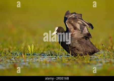 Foulque macroule Banque D'Images