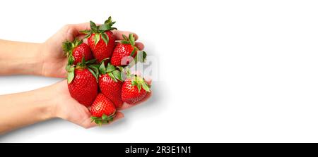 Grandes baies fraîches de fraises biologiques dans une main de femme sur fond blanc vue de dessus. Beaucoup de fraises dans les palmiers des femmes. Banque D'Images