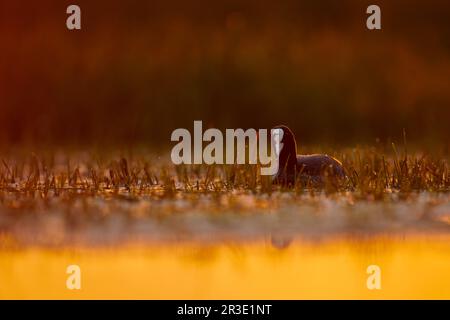 Foulque macroule Banque D'Images