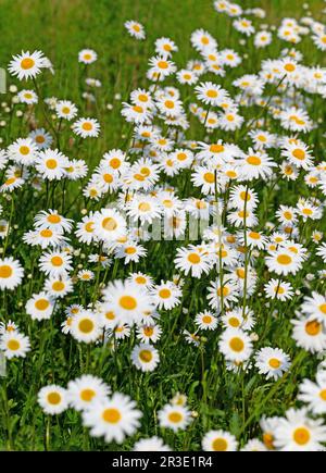 Marguerites fleuries, Leucanthemum, au printemps Banque D'Images