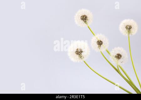 Pissenlits doux et moelleux avec des graines blanches sur fond gris clair avec espace pour le texte. Au printemps, bonjour l'été. Copier l'espace Banque D'Images