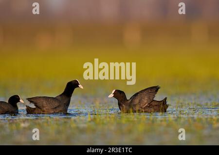 Foulque macroule Banque D'Images