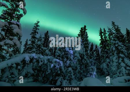 Magnifique Aurora borealis vert turquoise vu dans le nord du Canada pendant la saison d'hiver avec des lumières nordiques brillantes dans la forêt boréale. Banque D'Images
