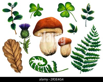 Ensemble de forêt sauvage aquarelle de feuilles de trèfle, champignons, animal d'escargot, chardon, baies rouges, fern, rosehip, feuille de chêne. Banque D'Images