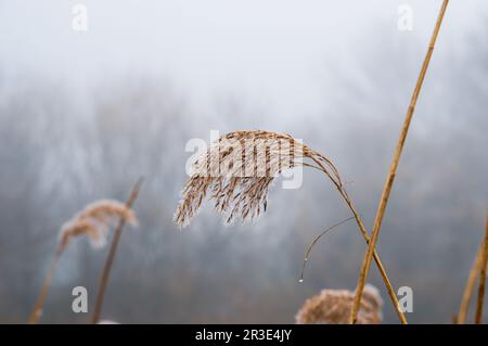 Un gros plan des roseaux avec des gouttes de rosée lors d'une journée d'hiver brumeuse Banque D'Images