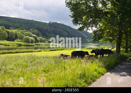 Weserbergland / Weser près de Wehrden entre Höxter et Beverungen / Allemagne Banque D'Images