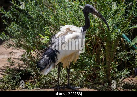 Un Ibis Sacré marchant et chassant du poisson dans le lac, dans le parc national d'Imire au Zimbabwe, Threskiornis aethiopicus en latin Banque D'Images