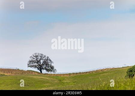 Vue sur une colline verdoyante avec des arbres sur la gauche et un grand chêne sur la droite. Un vignoble est au sommet de la colline. Un ciel bleu avec du clou wispy Banque D'Images