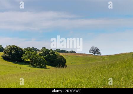 Vue sur une colline verdoyante avec des arbres sur la gauche et un grand chêne sur la droite. Un vignoble est au sommet de la colline. Un ciel bleu avec du clou wispy Banque D'Images