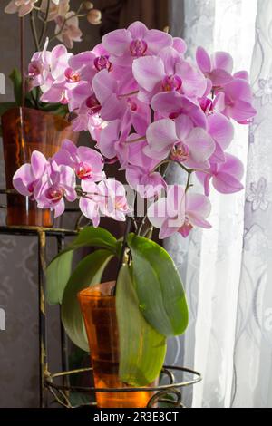 dans la salle une fleur d'une orchidée dans une salle de fleurs fleurit au printemps Banque D'Images