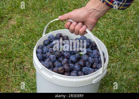 un seau d'assemblages de prunes dans ses mains Banque D'Images