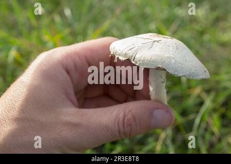 Trouver le champignon dans les mains de l'homme Agaricus arvensis Banque D'Images