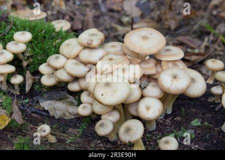 Champignons au miel à la fusée d'arbre dans la forêt d'automne. Armillaria mellea. Banque D'Images