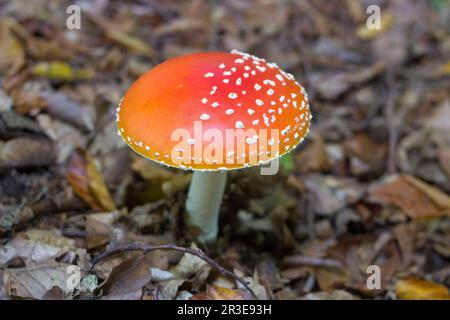 pousse dans les bois les champignons venimeux volent rouge Banque D'Images