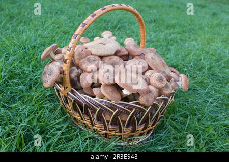 Délicieux champignons sauvages fraîchement cueillis de la forêt locale : boléte, russule, boléte de bouleau et bolétes pleureux dans un panier en osier sur une purée Banque D'Images