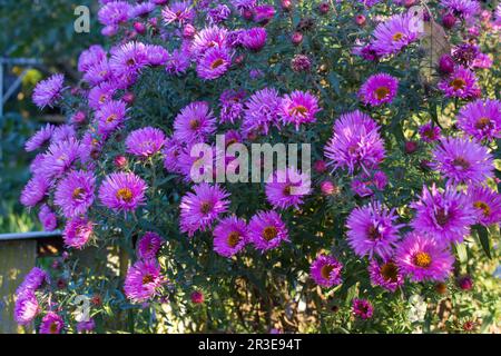 Plante décorative de jardin avec des fleurs violettes Banque D'Images