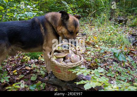 Chien d'épagneul allongé près du panier en osier avec des champignons et regardant dans l'appareil photo Banque D'Images