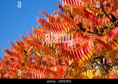 Les feuilles sont rouges sur un arbre sur le fond d'un ciel bleu Banque D'Images