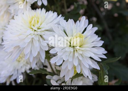 Blanc Chrysanthemum morifolium, les fleurs d'automne sont blanches, les fleurs sont Chrysanthemum morifolium Banque D'Images