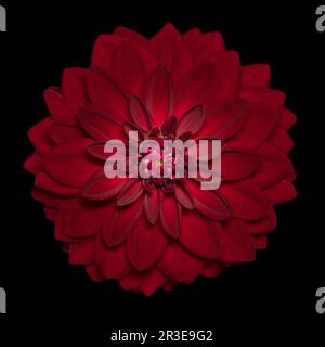 Dahlia rouge (Dhalia) sur fond noir Banque D'Images