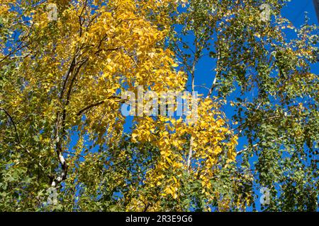 feuilles de bouleau jaune en automne sur les branches feuilles de bouleau vert Banque D'Images