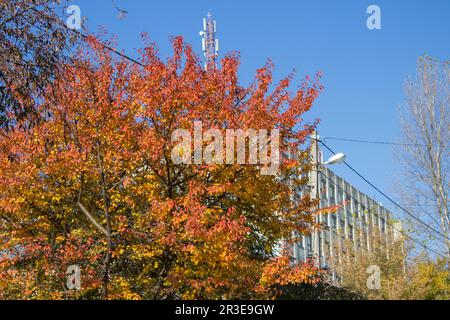 Feuilles rouges sur un arbre sur fond de bâtiment d'un paysage urbain de plusieurs étages Banque D'Images