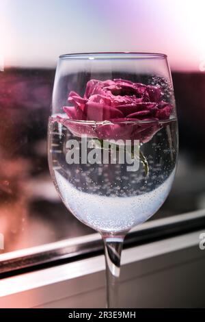 Verre à vin blanc rempli de pétalson à fleurs roses. Une vie moderne et minimale. Concept de vacances Saint Valentin ou femme jour rétrogr Banque D'Images