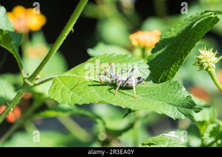 Nymphe Assassin-bug (Arilus sp.) De Panama Banque D'Images