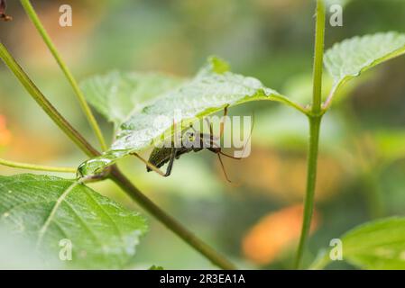 Nymphe Assassin-bug (Arilus sp.) De Panama Banque D'Images