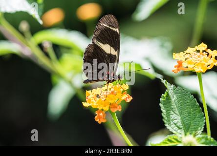 Sara (Heliconus sara) se nourrissant de Lantana au Panama Banque D'Images