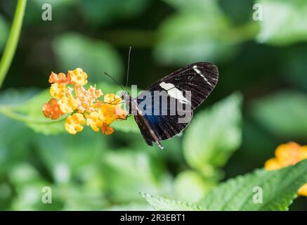 Sara (Heliconus sara) se nourrissant de Lantana au Panama Banque D'Images