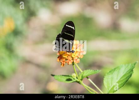 Sara (Heliconus sara) se nourrissant de Lantana au Panama Banque D'Images