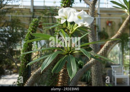 Pachypodium lamerei, palmier de Madagascar Banque D'Images