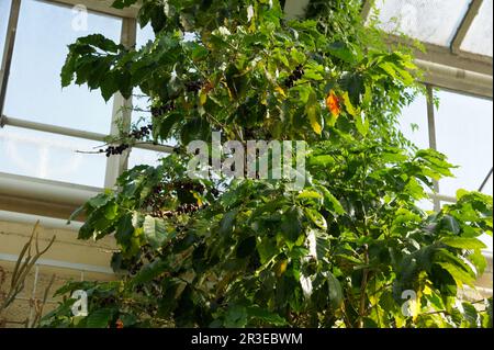 Coffea arabica, café arabe Banque D'Images