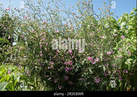 Althaea cannabina, hollyhock hemplerasé Banque D'Images