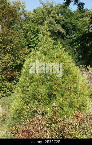 Sciadopidys verticillata, arbre ombrelle Banque D'Images