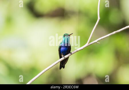 Colibri perché à ventre violet (Chlorestes julie) au Panama Banque D'Images