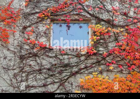 La photo a été prise dans la ville allemande de Bayreuth. La photo montre un mur d'une maison avec une fenêtre surcultivée avec des raisins de fille, dont les feuilles a Banque D'Images