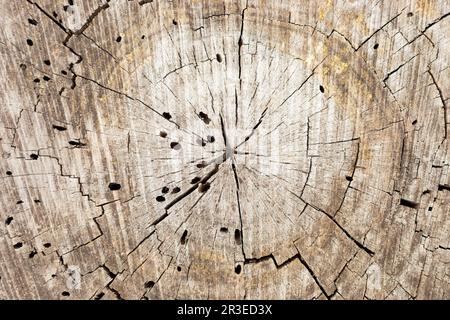 Macro gros plan des anneaux d'arbres et de la résine dans la forêt de pins Banque D'Images